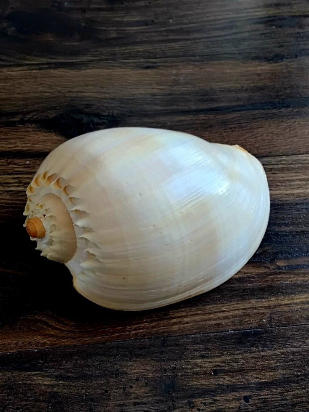Large Crowned Baler Sea Shell ( Melo Genus ) 8" x 5" - Picture 4 of 6